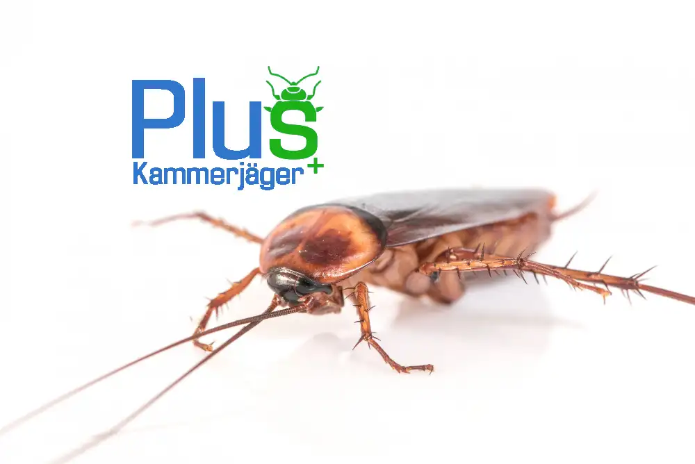 Kakerlakenbekämpfung mit Kammerjäger Plus