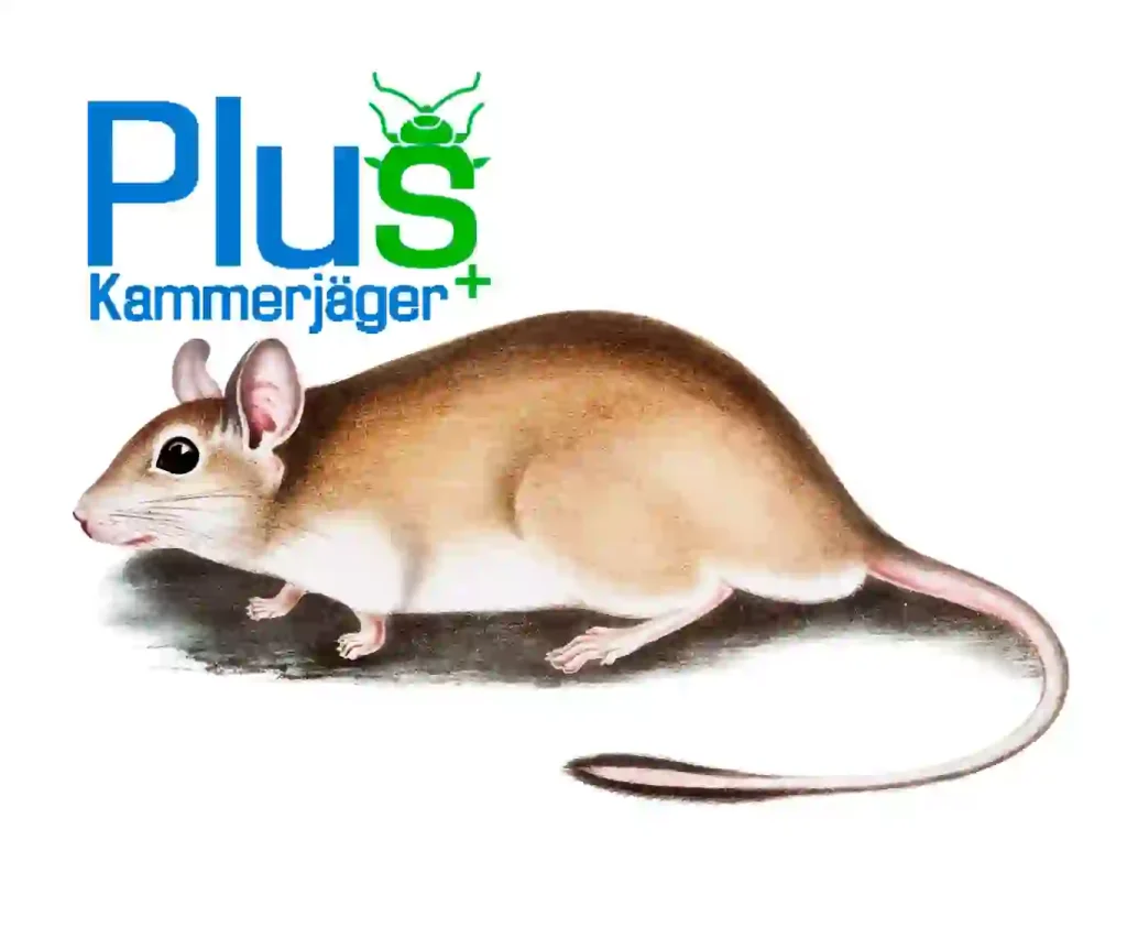 Rattenbekämpfung